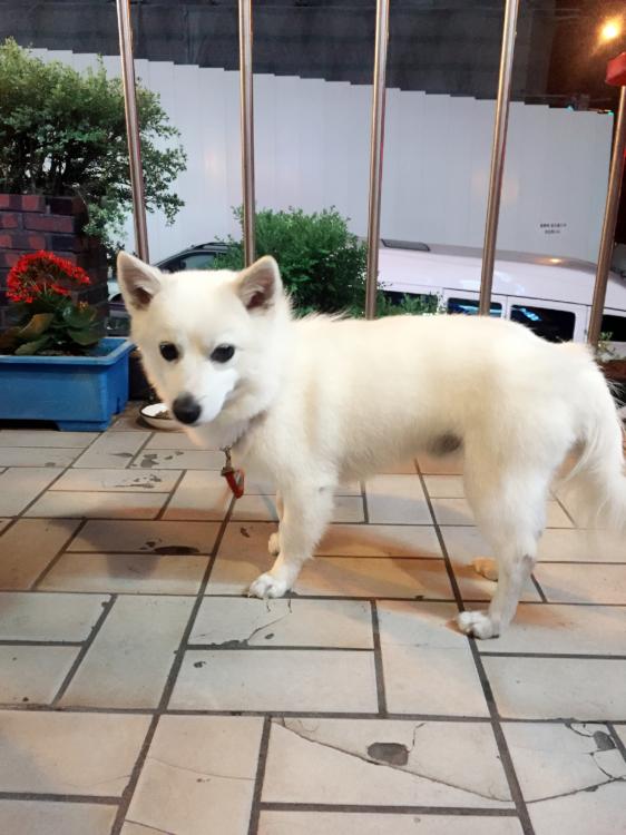 스피츠 잃어버리신분ㅜㅜ 2번째 사진