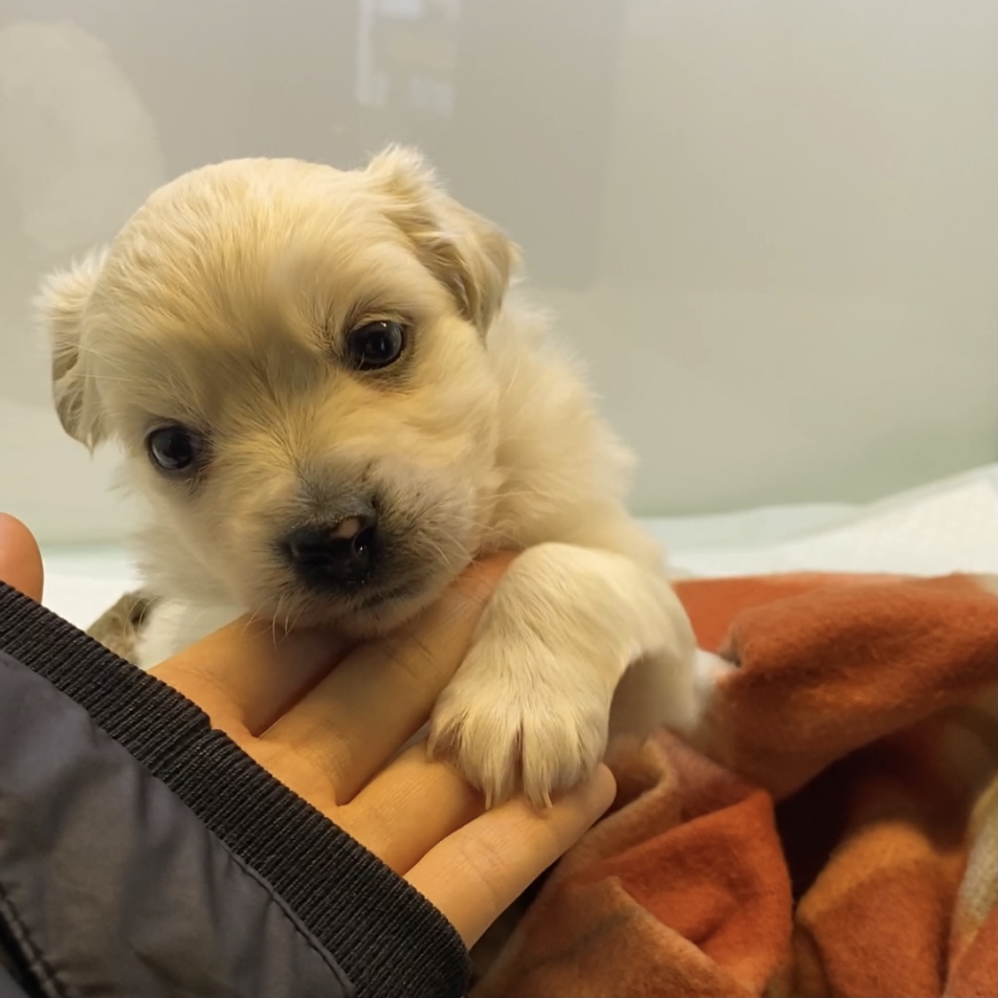 유기동물 발견 신고 | 강아지 고양이 구조 보호중 - 펫찾기 20번째 사진