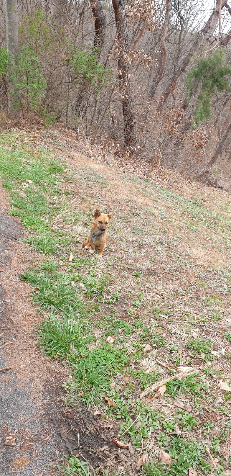 유기동물 발견 신고 | 강아지 고양이 구조 보호중 - 펫찾기 22번째 사진