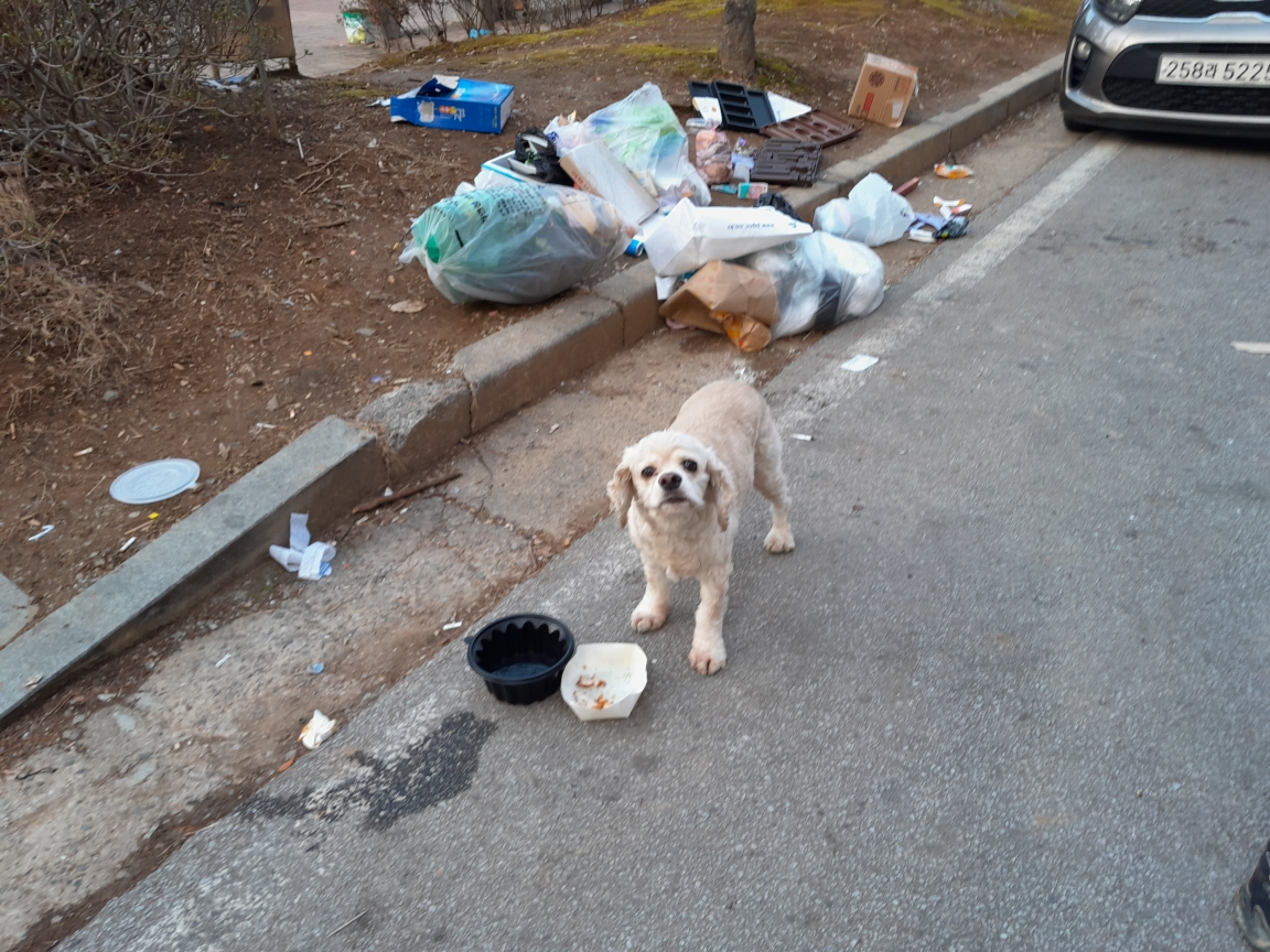논산 코카스파니엘 3번째 사진