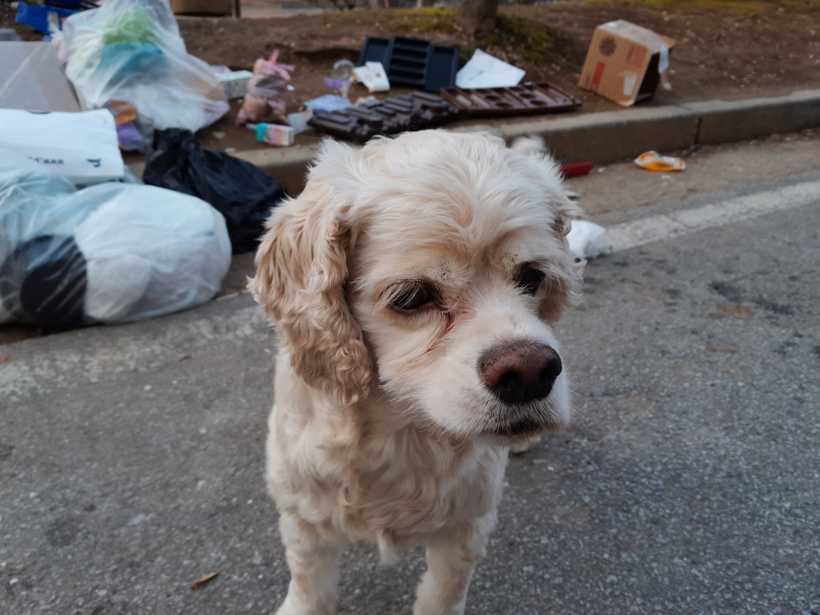 논산 코카스파니엘