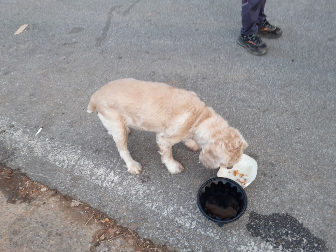 논산 코카스파니엘 2번째 사진