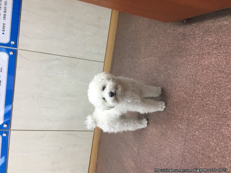 유기동물 발견 신고 | 강아지 고양이 구조 보호중 - 펫찾기 12번째 사진