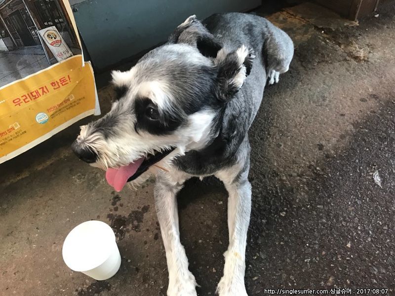 유기동물 발견 신고 | 강아지 고양이 구조 보호중 - 펫찾기 14번째 사진