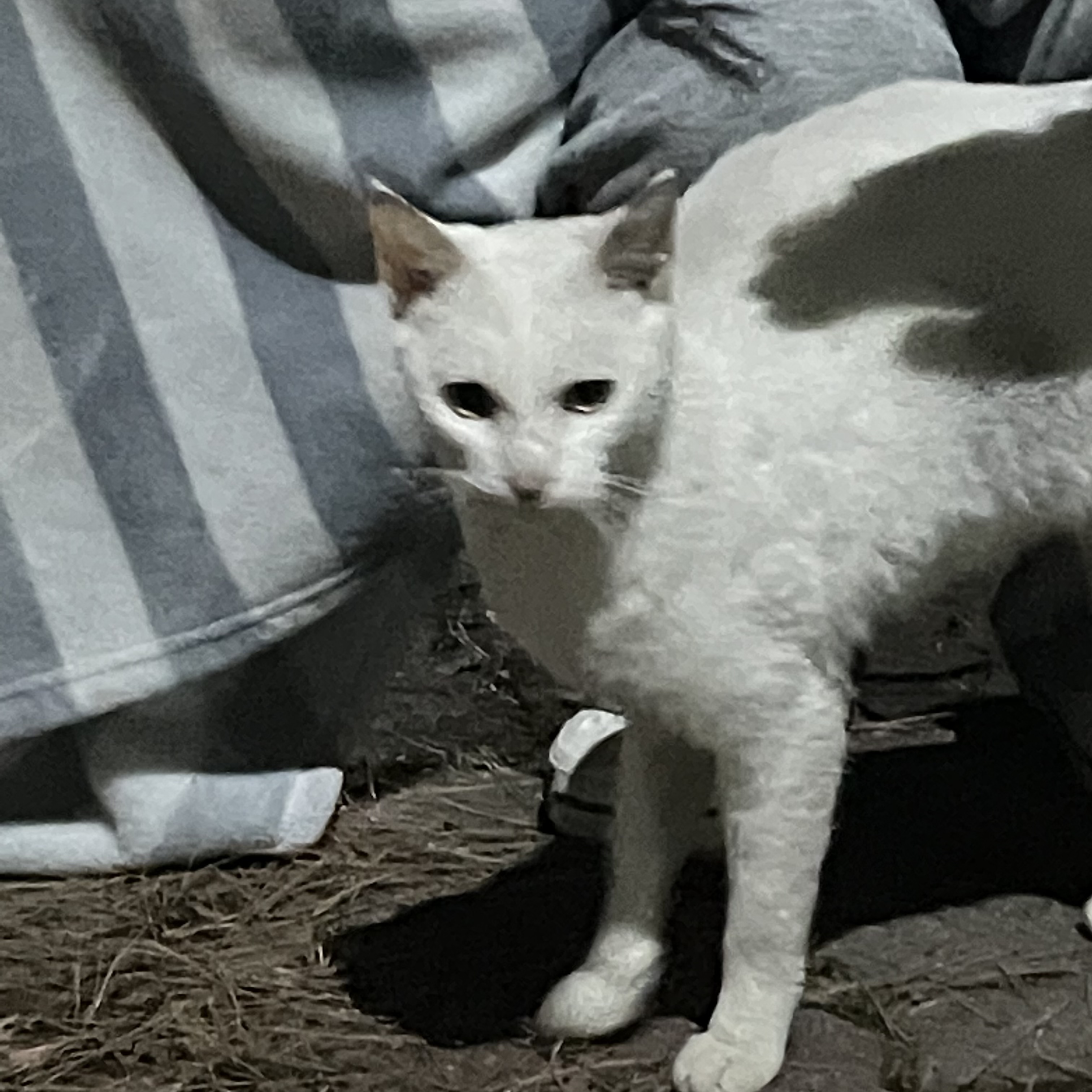유기동물 발견 신고 | 강아지 고양이 구조 보호중 - 펫찾기 19번째 사진