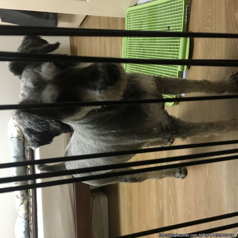 수컷 슈나우저를 보호하고 있습니다