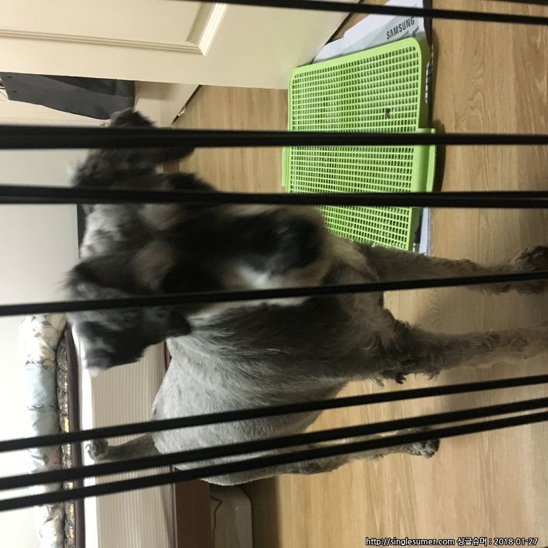 수컷 슈나우저를 보호하고 있습니다 2번째 사진