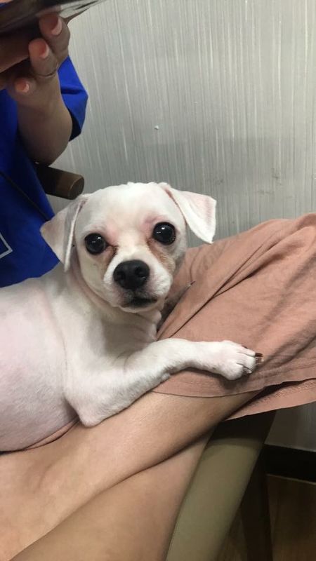 유기동물 발견 신고 | 강아지 고양이 구조 보호중 - 펫찾기 21번째 사진