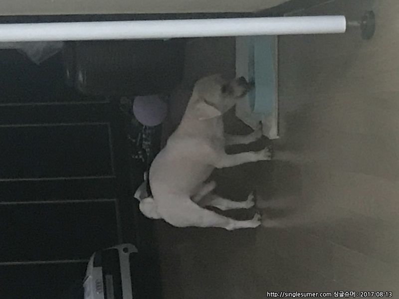 유기동물 발견 신고 | 강아지 고양이 구조 보호중 - 펫찾기 22번째 사진