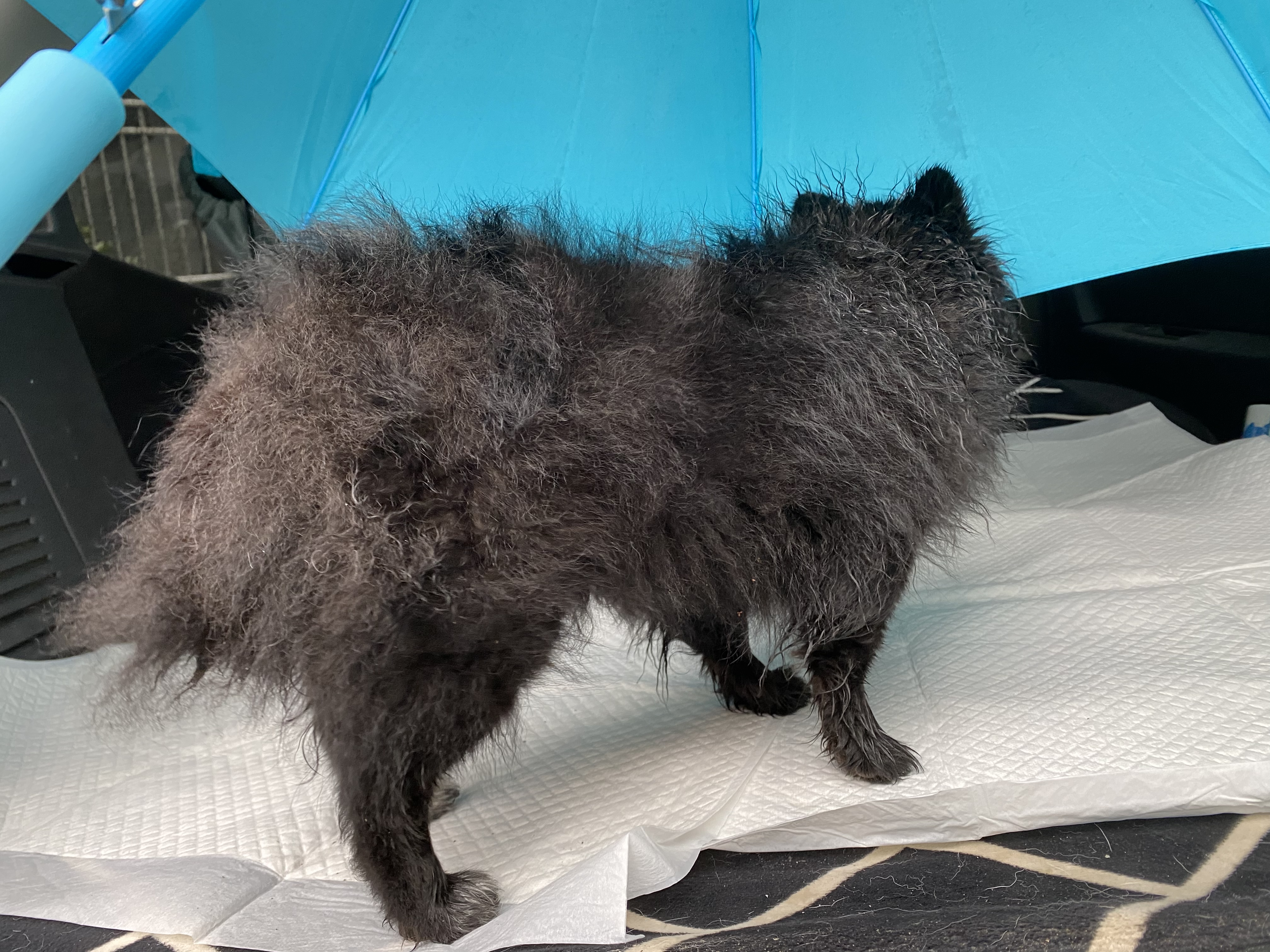 성남 태평동 까만 포메라니안 보호중입니다(주인 찾아서 인계 완료) 5번째 사진