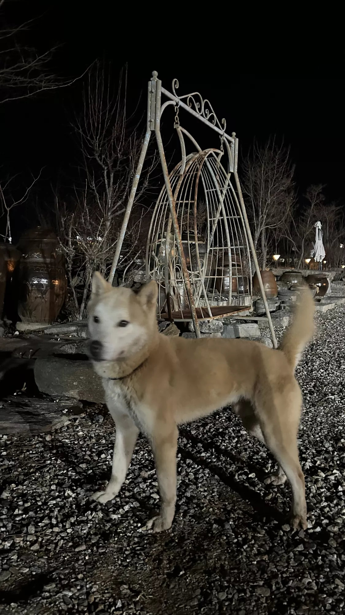 이천 신둔면 진도 주인찾아요 3번째 사진