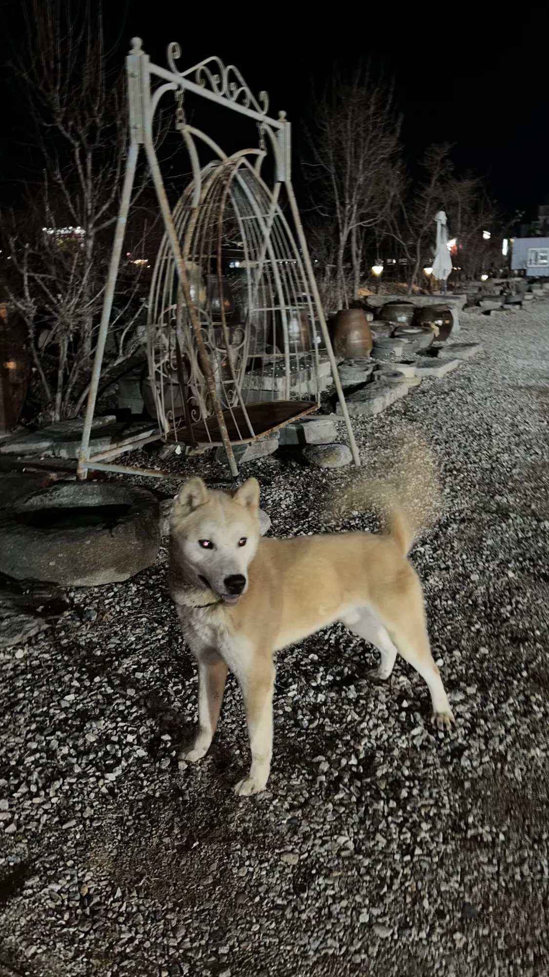 이천 신둔면 진도 주인찾아요