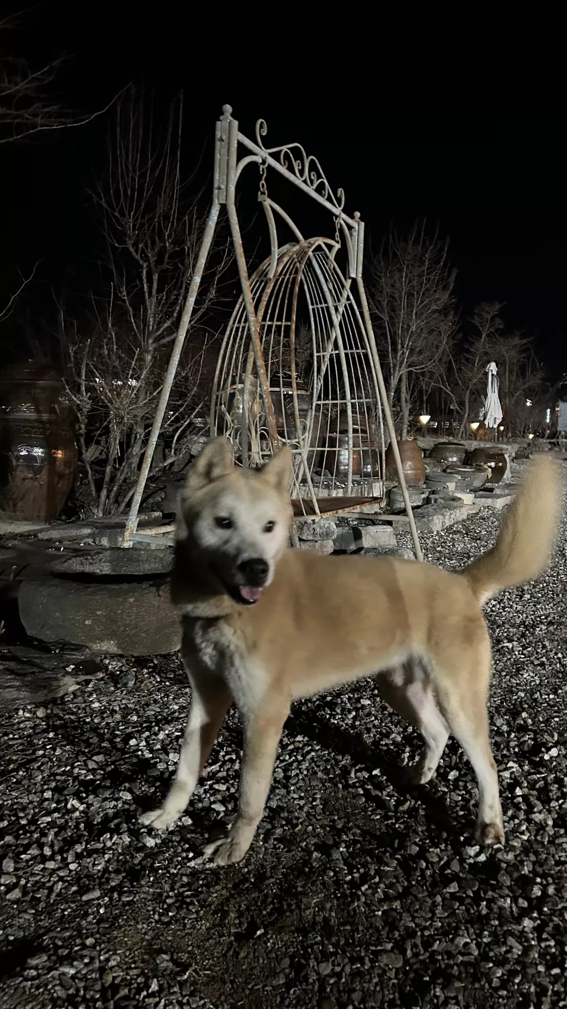 이천 신둔면 진도 주인찾아요 2번째 사진