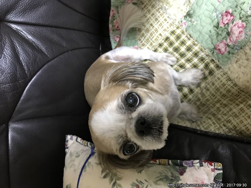 유기동물 발견 신고 | 강아지 고양이 구조 보호중 - 펫찾기 25번째 사진
