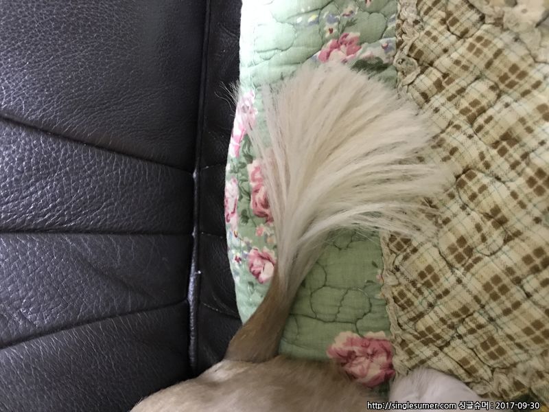 유기동물 발견 신고 | 강아지 고양이 구조 보호중 - 펫찾기 28번째 사진