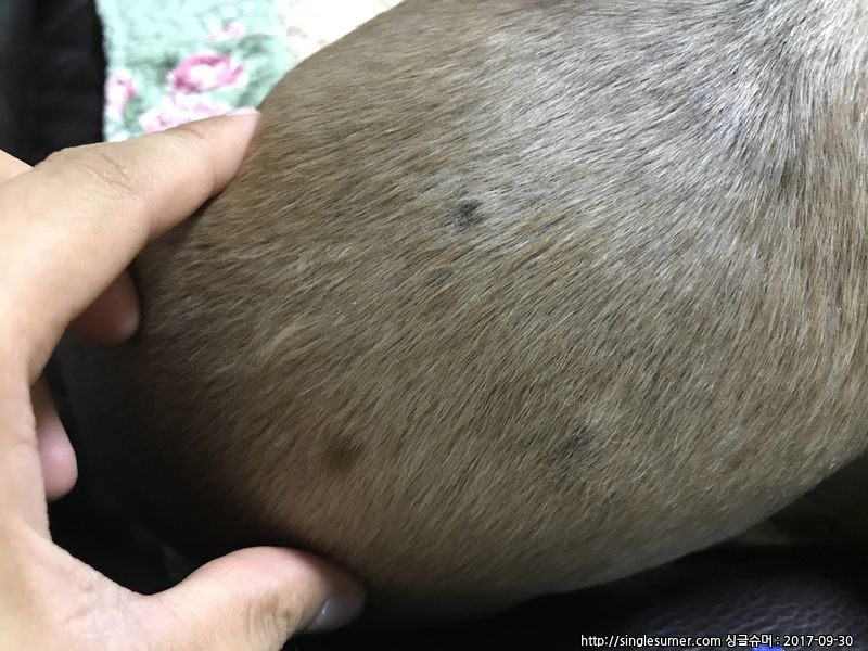 유기동물 발견 신고 | 강아지 고양이 구조 보호중 - 펫찾기 26번째 사진