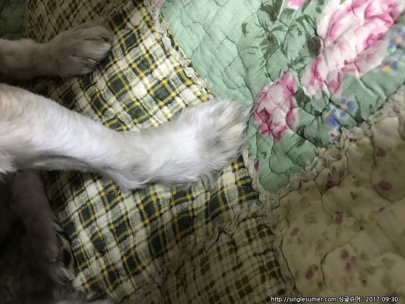 유기동물 발견 신고 | 강아지 고양이 구조 보호중 - 펫찾기 27번째 사진