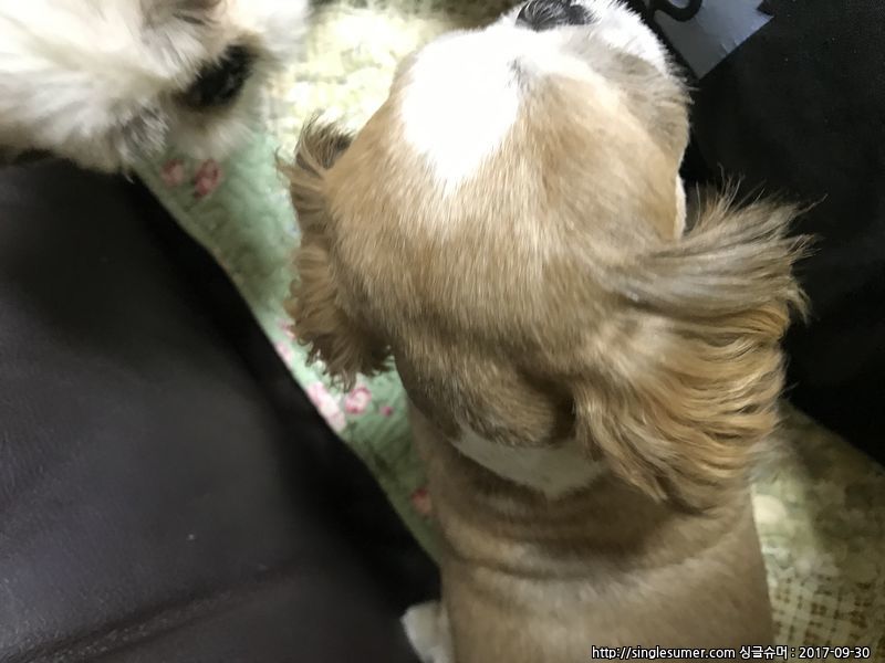 유기동물 발견 신고 | 강아지 고양이 구조 보호중 - 펫찾기 29번째 사진