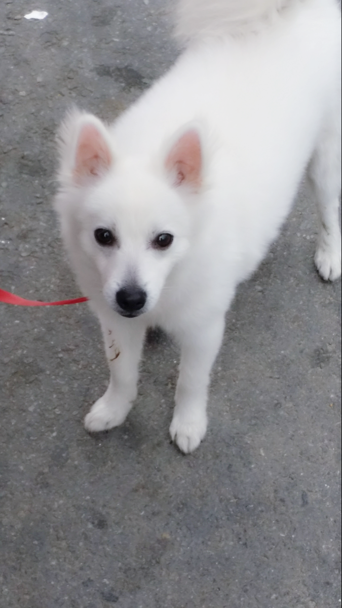 수원 스피츠 숫컷 보호중요 - 보호중이예요 - 유기견 보호 센터 - 이미지 1