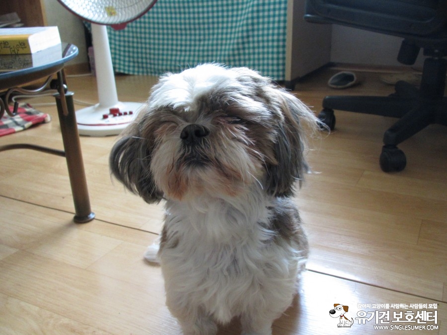 유기동물 발견 신고 | 강아지 고양이 구조 보호중 - 펫찾기 13번째 사진