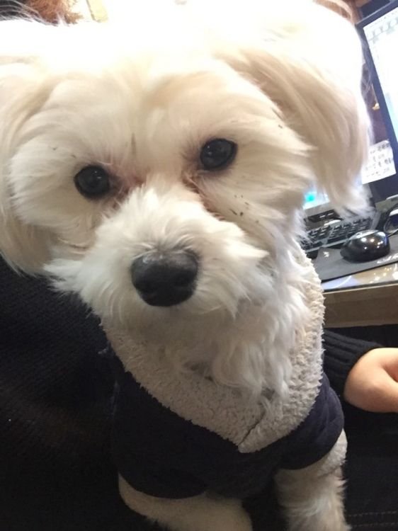 부천시 오정구 원종동 말티즈 주인을 찾습니다. - 보호중이예요 - 유기견 보호 센터 - 이미지 1