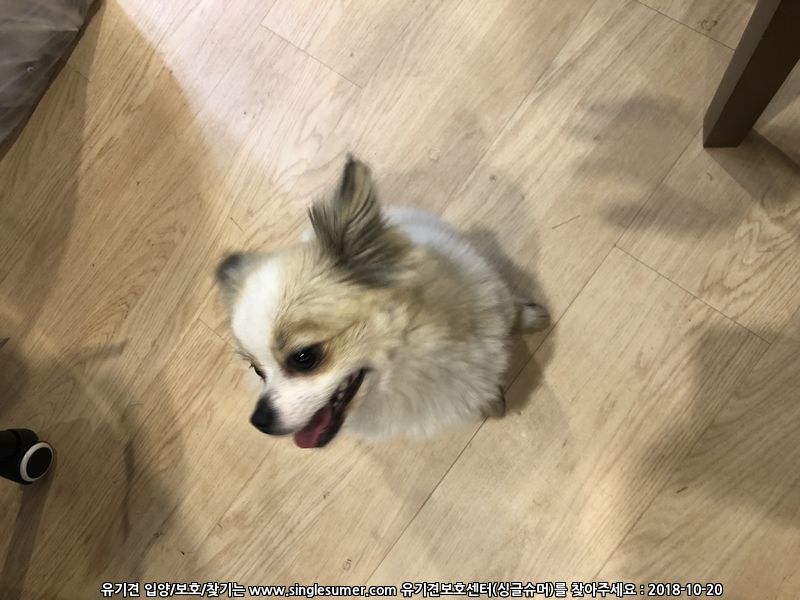 서울 청계8가에서 파티컬러 포메리안 목격 3번째 사진