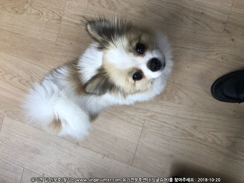 서울 청계8가에서 파티컬러 포메리안 목격 2번째 사진