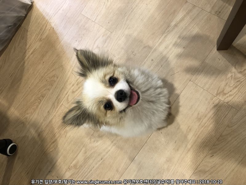 서울 청계8가에서 파티컬러 포메리안 목격