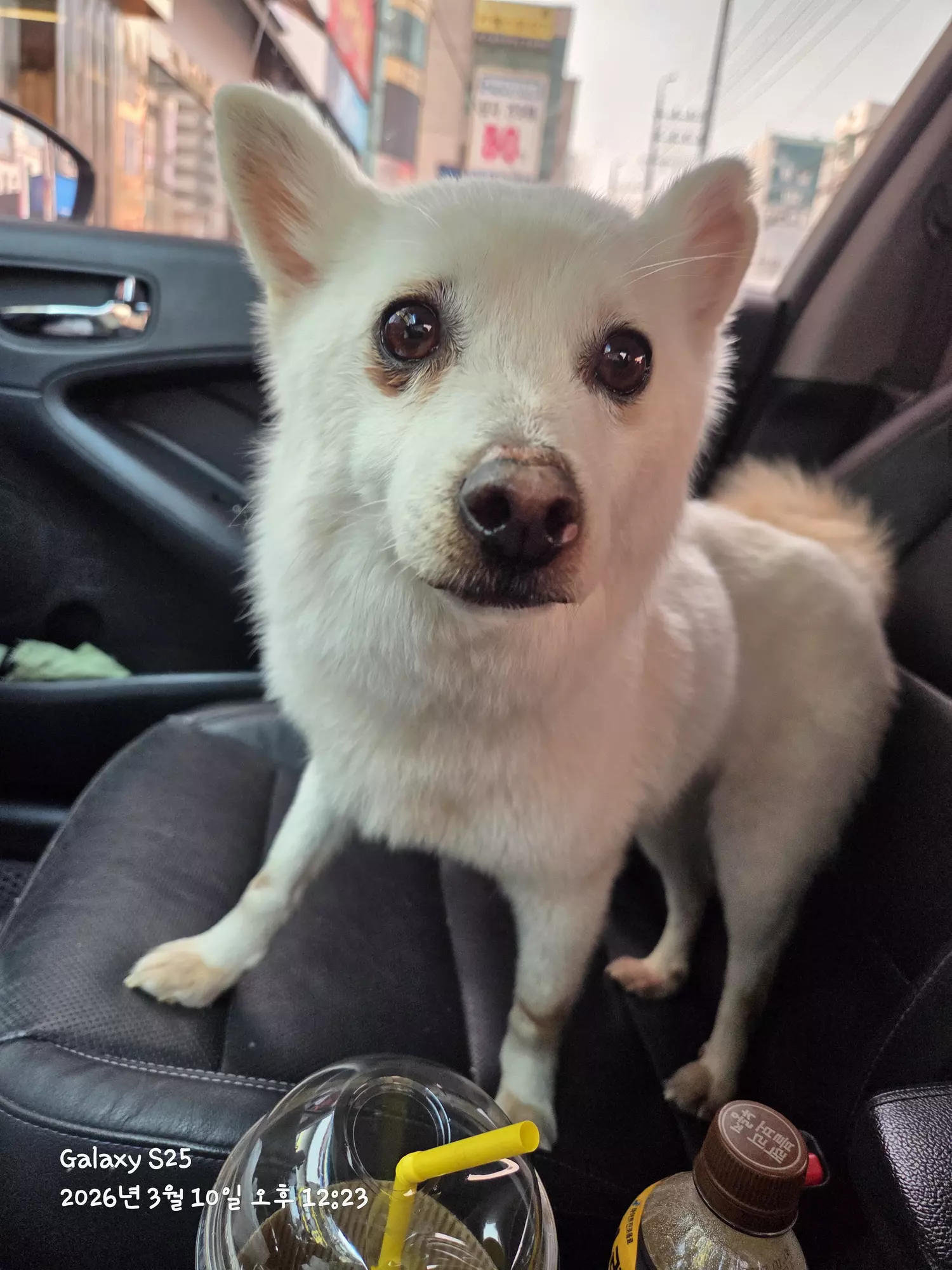 강아지 주인 찾습니다 2번째 사진