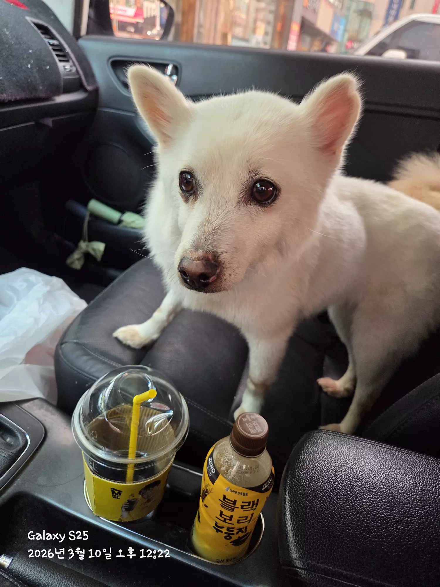 강아지 주인 찾습니다 4번째 사진