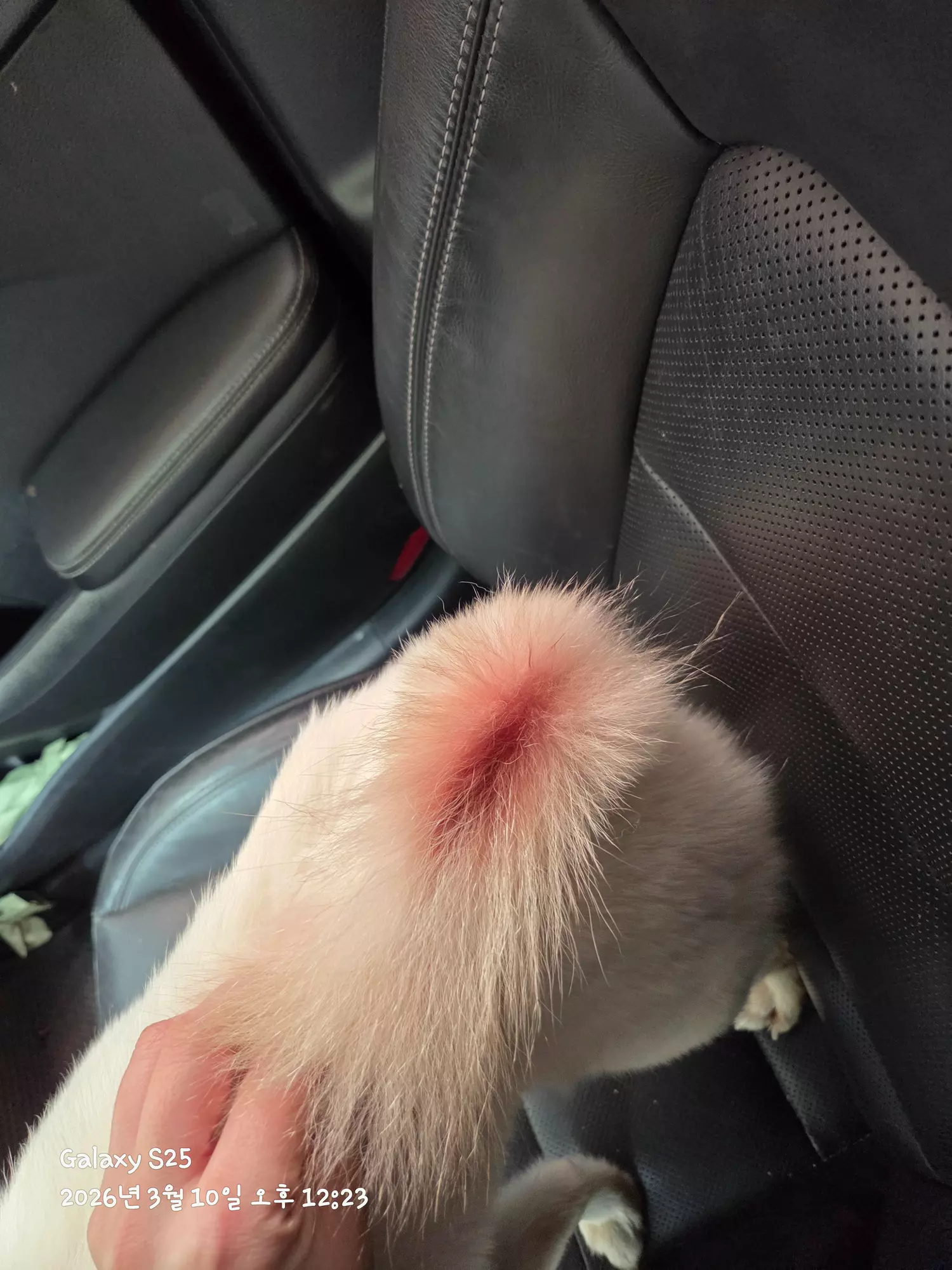 강아지 주인 찾습니다 3번째 사진