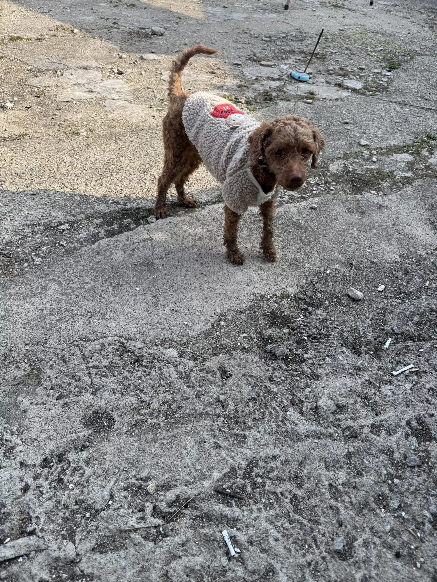 갈색푸들 잊어버리신분 전남보성 득량쪽 바다가 5번째 사진