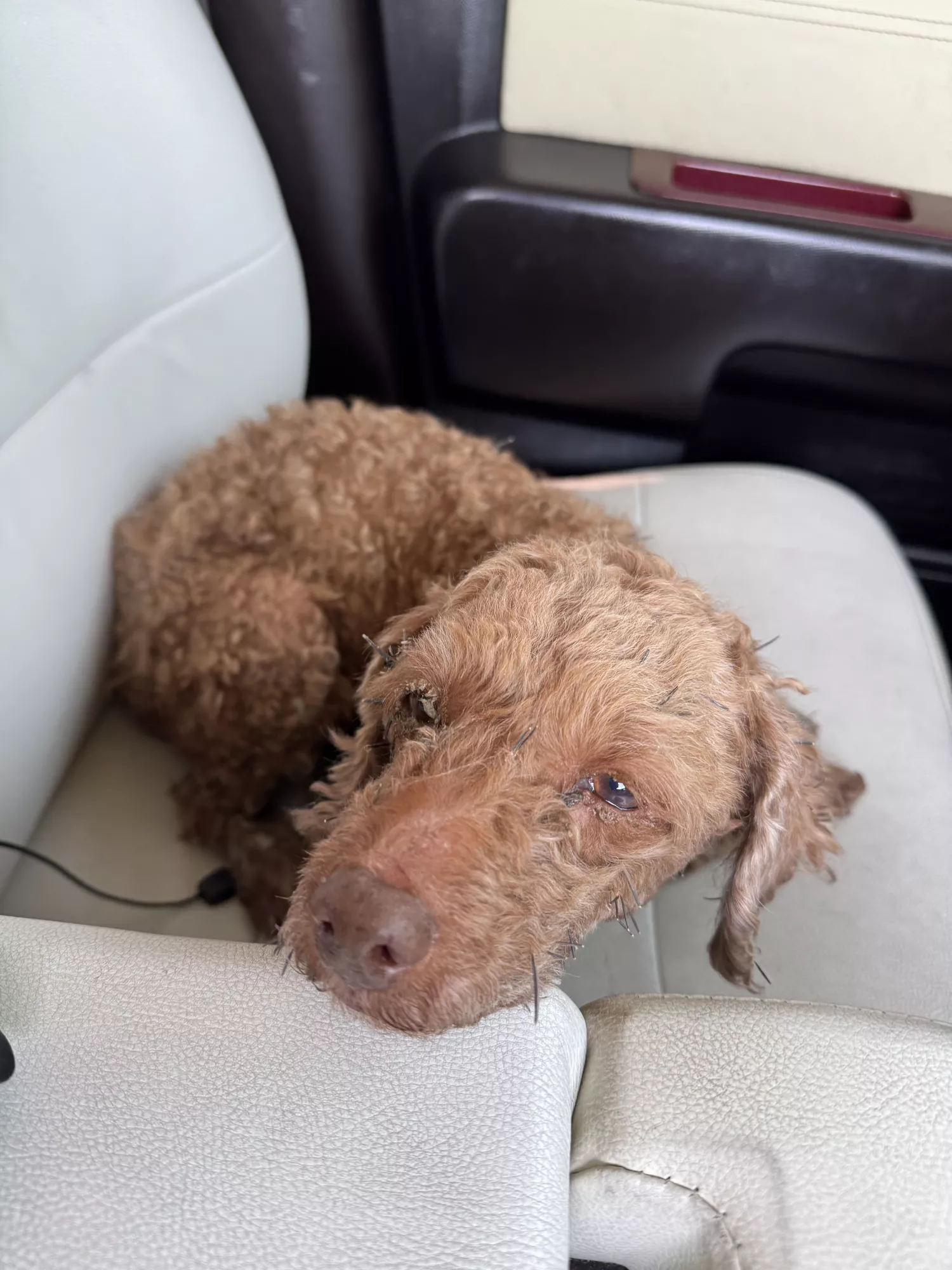 갈색푸들 잊어버리신분 전남보성 득량쪽 바다가 3번째 사진