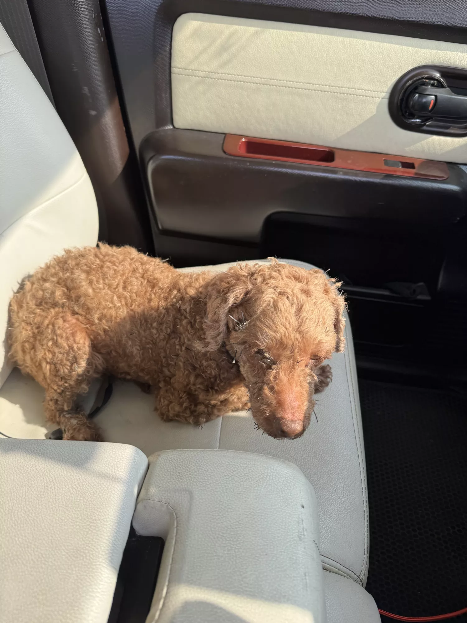 갈색푸들 잊어버리신분 전남보성 득량쪽 바다가 4번째 사진