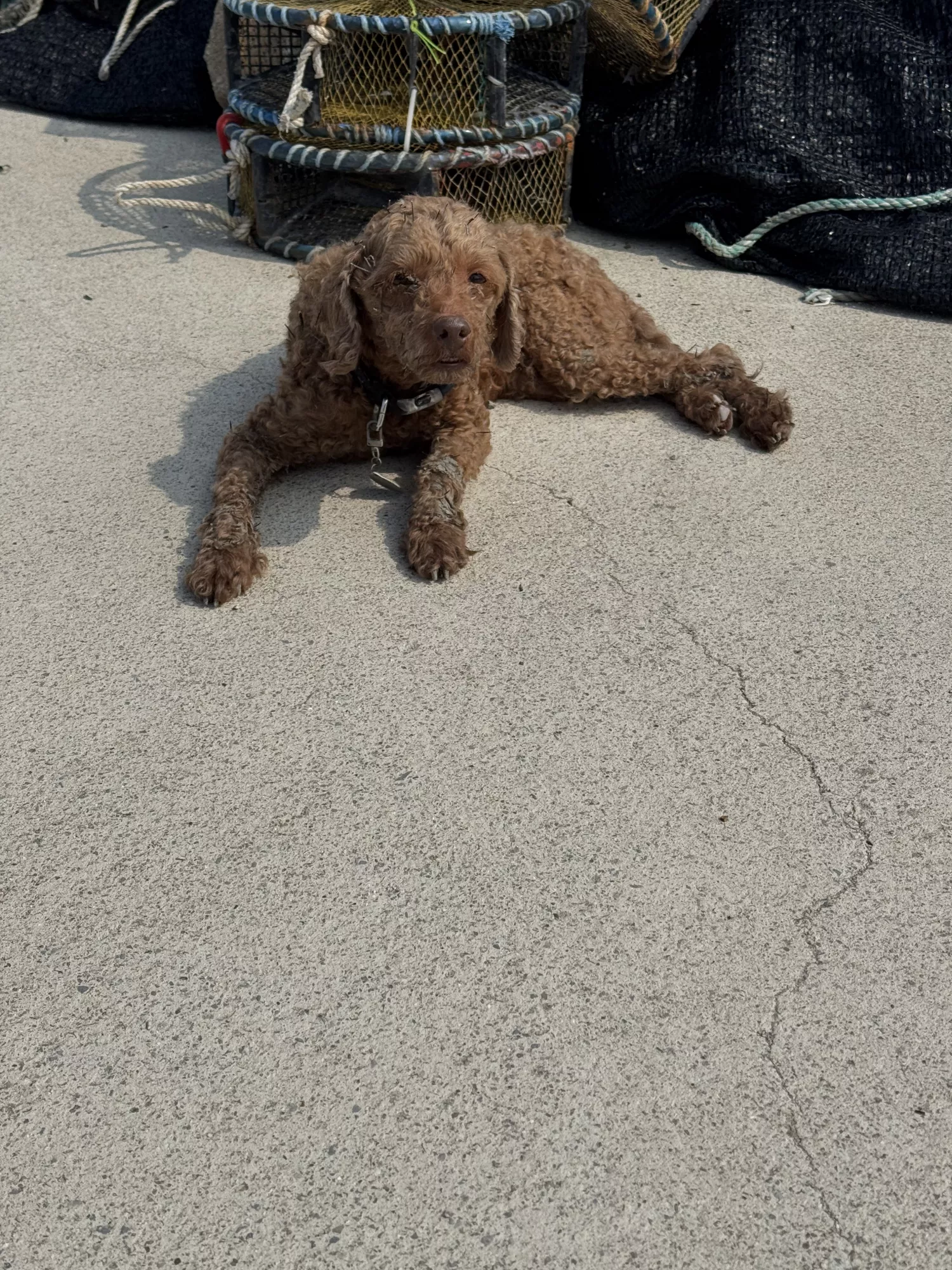 갈색푸들 잊어버리신분 전남보성 득량쪽 바다가 2번째 사진