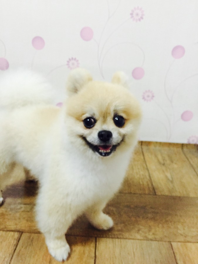 포메리안 남아 주인을찾습니다 서구 금호동 - 보호중이예요 - 유기견 보호 센터 - 이미지 1