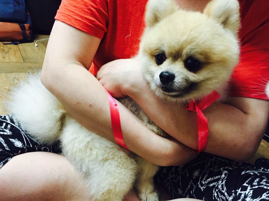 포메리안 남아 주인을찾습니다 서구 금호동 - 보호중이예요 - 유기견 보호 센터 - 이미지 3