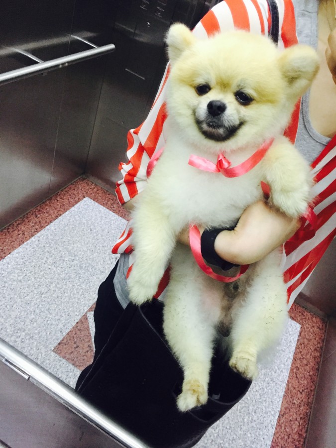 포메리안 남아 주인을찾습니다 서구 금호동 - 보호중이예요 - 유기견 보호 센터 - 이미지 2