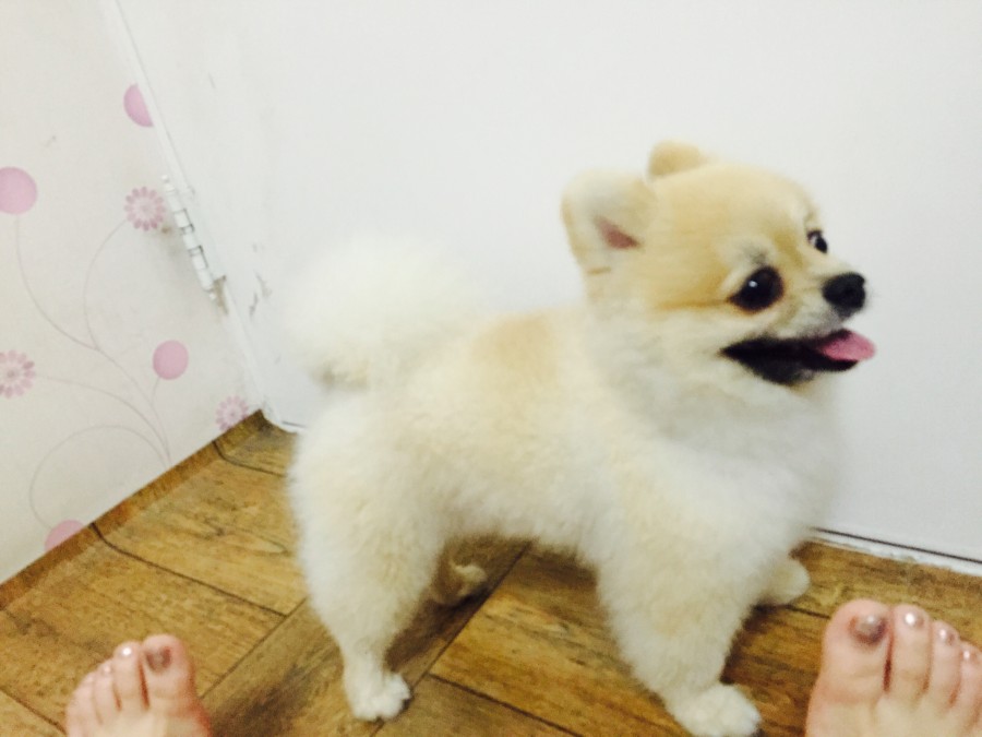 포메리안 남아 주인을찾습니다 서구 금호동 - 보호중이예요 - 유기견 보호 센터 - 이미지 5