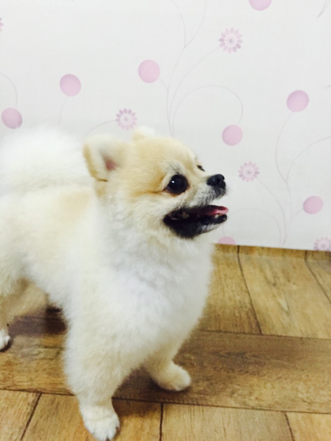 포메리안 남아 주인을찾습니다 서구 금호동 - 보호중이예요 - 유기견 보호 센터 - 이미지 6