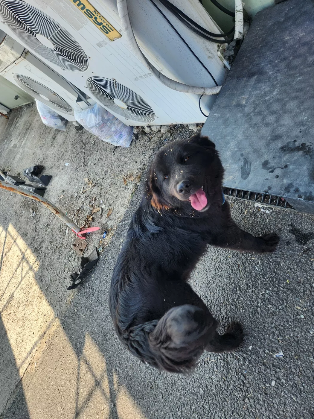 경기도 성석동, 파주인접 까만 창고견