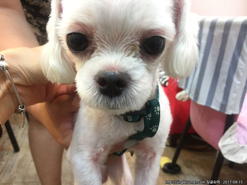 유기동물 발견 신고 | 강아지 고양이 구조 보호중 - 펫찾기 31번째 사진