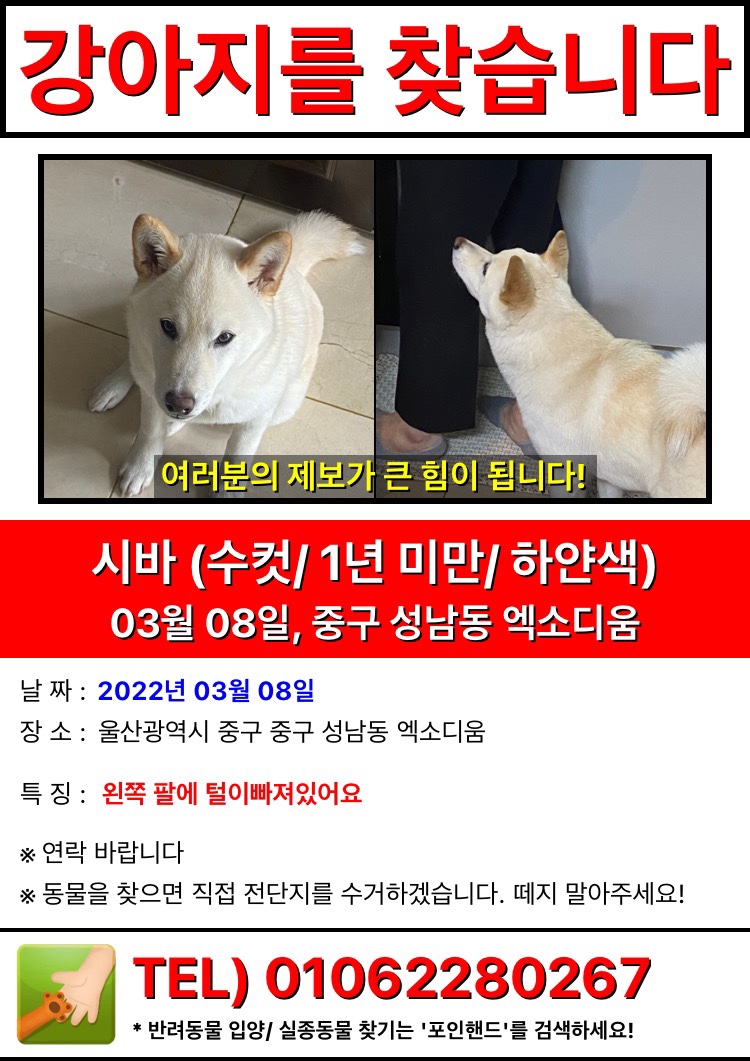 유기동물 발견 신고 | 강아지 고양이 구조 보호중 - 펫찾기 33번째 사진