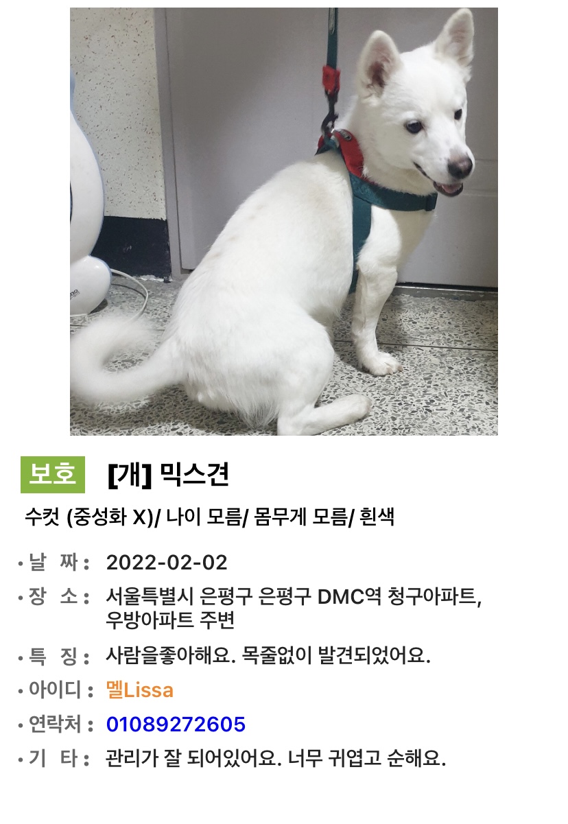 믹스견 임시보호가 필요합니다ㅠㅠ