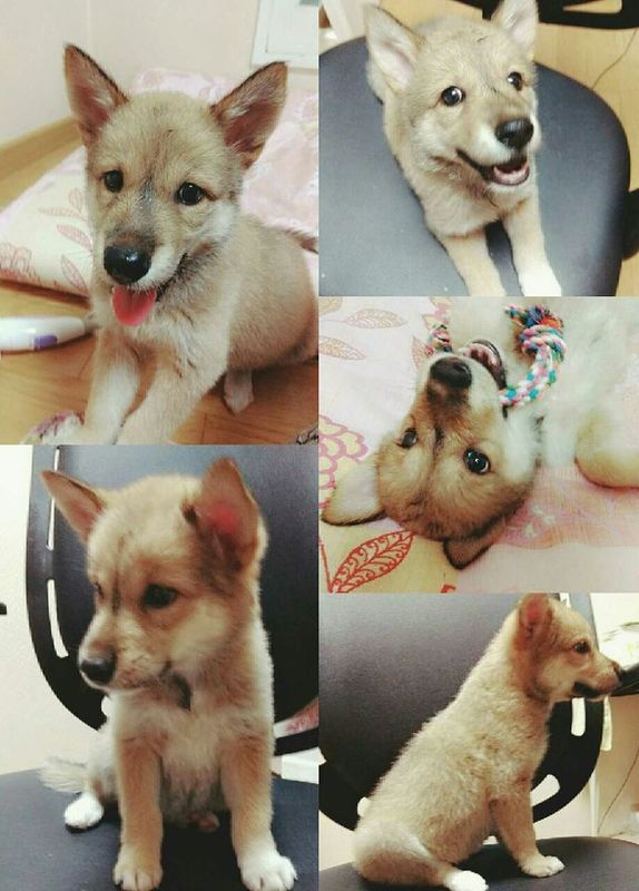 유기동물 발견 신고 | 강아지 고양이 구조 보호중 - 펫찾기 21번째 사진