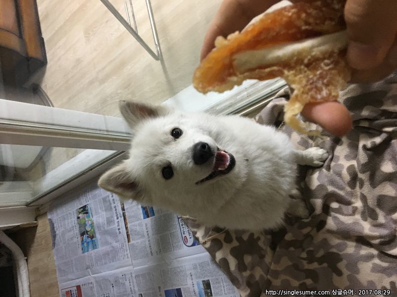 유기동물 발견 신고 | 강아지 고양이 구조 보호중 - 펫찾기 10번째 사진