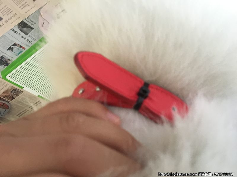 유기동물 발견 신고 | 강아지 고양이 구조 보호중 - 펫찾기 11번째 사진