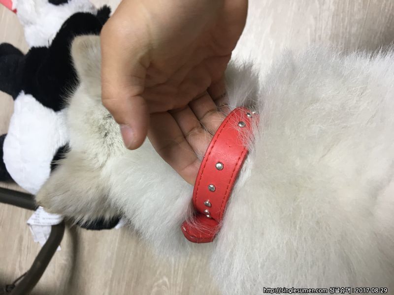 유기동물 발견 신고 | 강아지 고양이 구조 보호중 - 펫찾기 15번째 사진