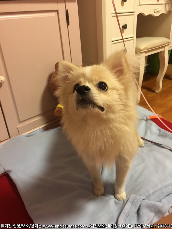 마포구 도화동 스피츠 포메라니안 믹스 추정 암컷 보호중 2번째 사진