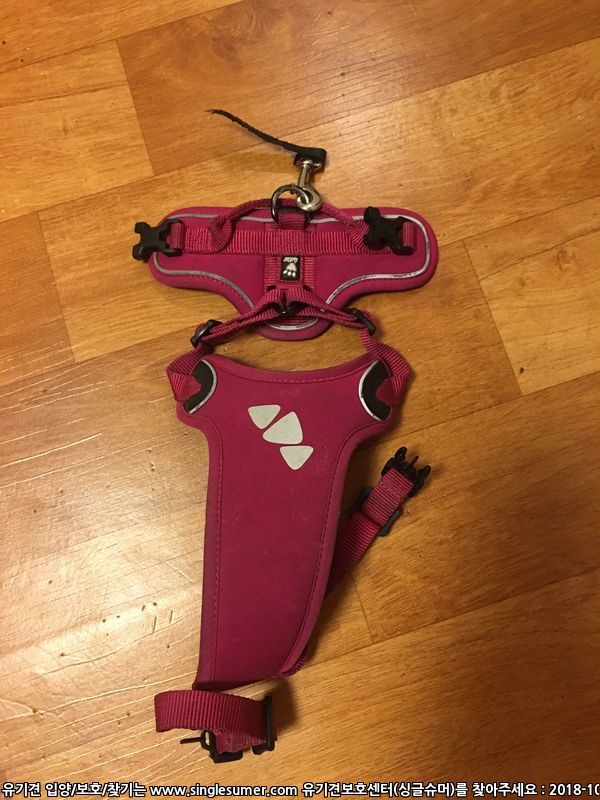 마포구 도화동 스피츠 포메라니안 믹스 추정 암컷 보호중 3번째 사진